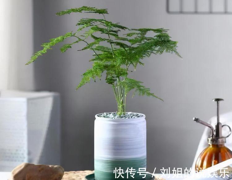 农历10月2日霜降后，养什么花？以下3种花，五福临门平安幸福