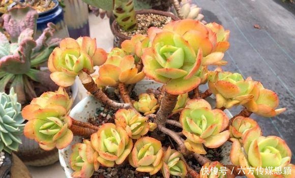 多肉|关于多肉度夏,只要我们做好2点,温度再高也不怕,度夏很容易