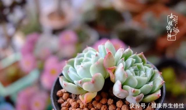 冬季,属于多肉的季节!养多肉的你喜欢冬天吗!