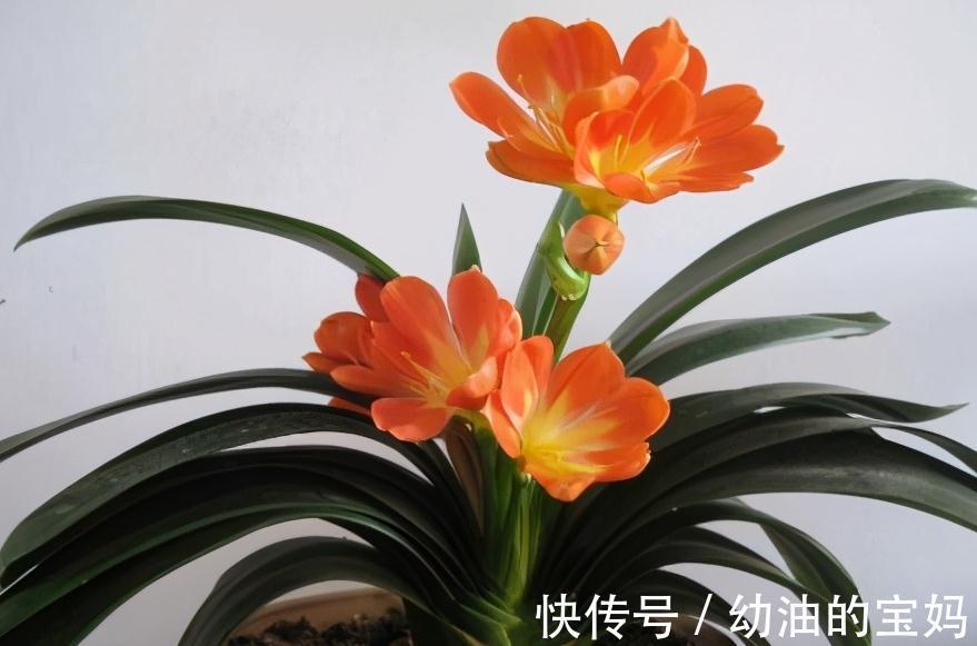 想要君子兰开花艳，花期长，教你学4招，很管用，快来试试吧