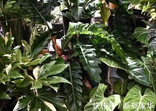 光照|专业养花人:练成这几招,杀手也能秒变“大神”