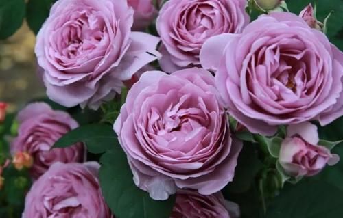  月季花|月季花剪几刀，一茬一茬开花，开的花都停不下来！