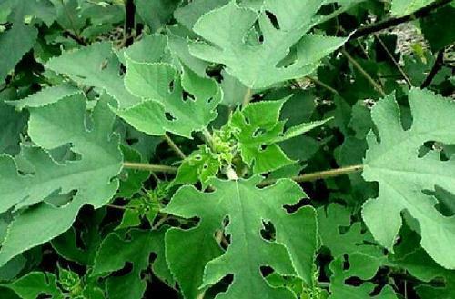 补肾|很少有人知道这是一种树的雄花，更不知道它可以吃，还能补肾