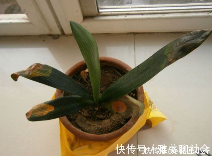 叶片|君子兰叶子残缺长“疤”,平时管住手,做好3点,养出“大扇面”