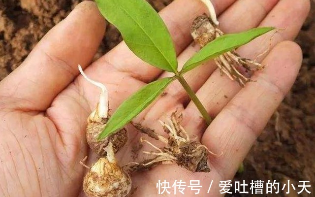小植物|路旁一种小植物,看似不起眼却要160元一斤,今天知道请珍惜