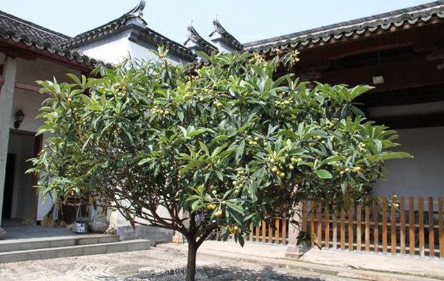 农村|农村院子里最适合种的5种树，不但寓意好，而且美观又实用！