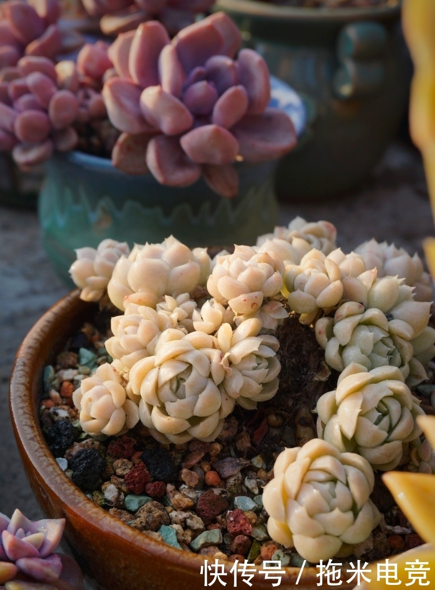 春天，去天台赏肉