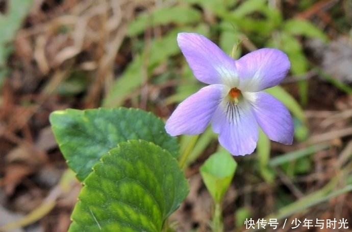 土三七|最受歡迎的野菜, 能降脂減肥,清熱降火,農(nóng)村人不賣留著自己吃