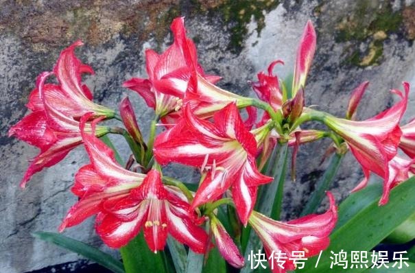 朱顶红“花朵少”,来点“饮料”,花朵似百合,盆盆爆