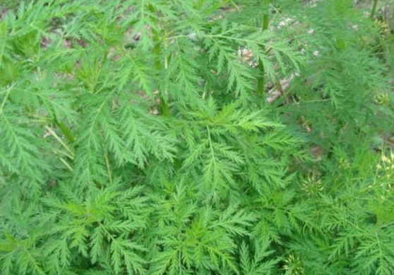 苦菜|以下四种野菜,常常被认为是田间杂草,却不知营养价值非常高!