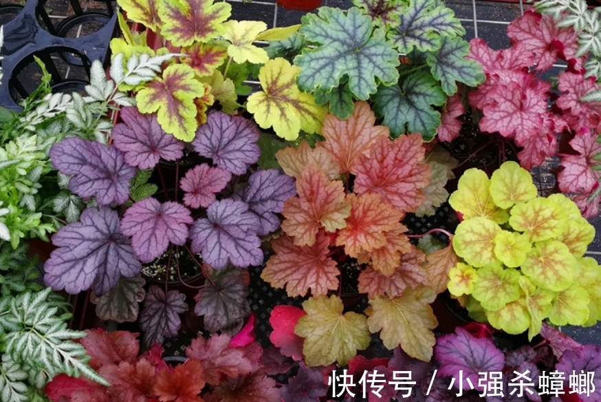 盆栽花草出现这4个信号得马上翻盆,多等一天,植物就多危险一分