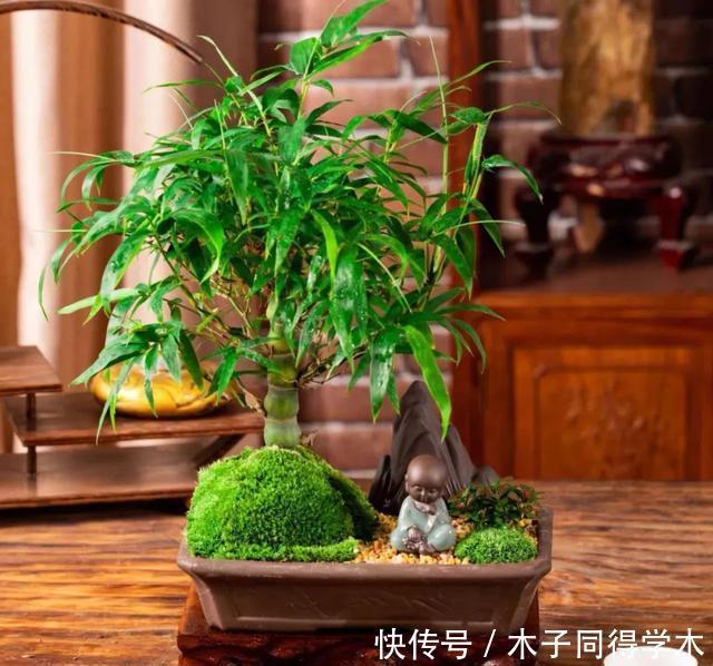 一种“吉祥竹”,清新典雅寓意好,家里养几盆,旺财又守家