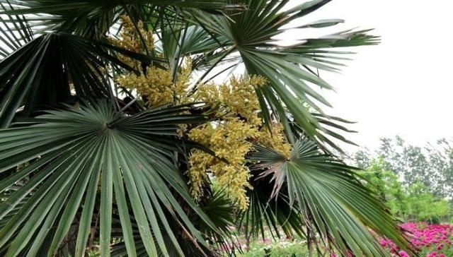 排队|外形像“鱼卵”,过去只用来观赏,如今一斤10元,想买得排队