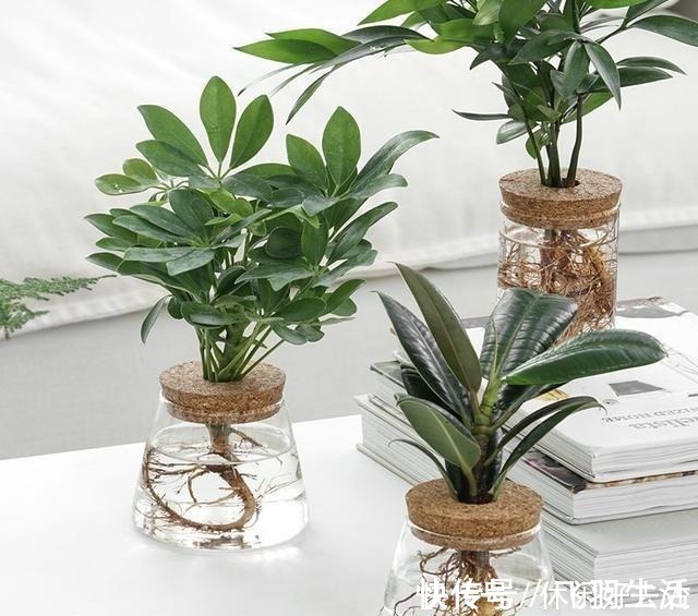 绿萝|这4种花 剪一段枝条丢水里就生根 家中绿意盎然!