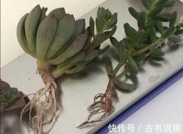 别人扔的多肉,他非要捡,最后照样也能养爆盆!