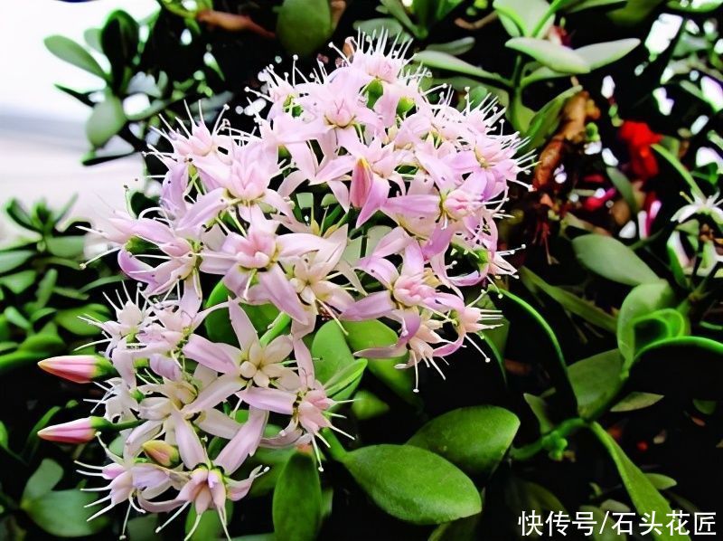  4种花很常见，很多人没见过它“开花”，看看这花漂亮吗？