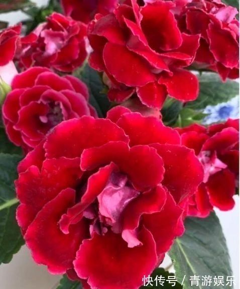 3种花养了就爆盆，好养易活开花漂亮，花量大不操心，越养越喜欢