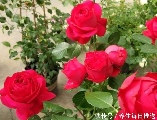 教你自制“氮磷钾肥”,月季开花少,给它用一用,猛开花!