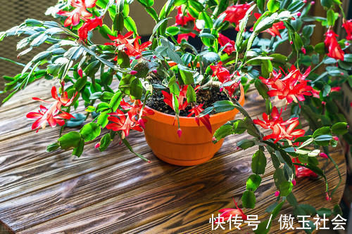 嫁接蟹爪兰,选对砧木,10天愈合,15天成活,翌年开花爆盆