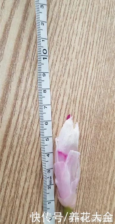 水仙|上万块的蟹爪兰,开花像烟花,养过的人不多