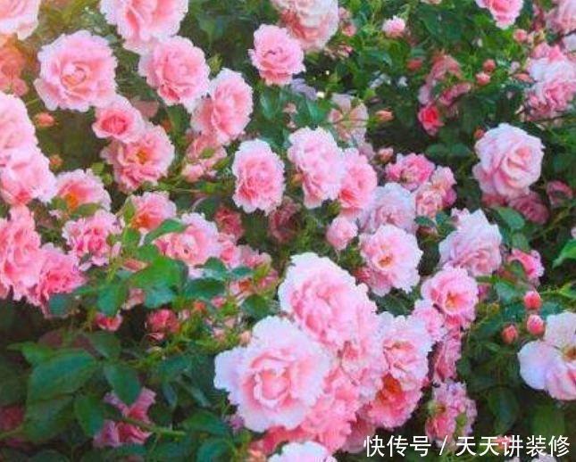 四季海棠|4种花,堪称“开花机器”,花期长、花量大,美不胜收,人见人爱