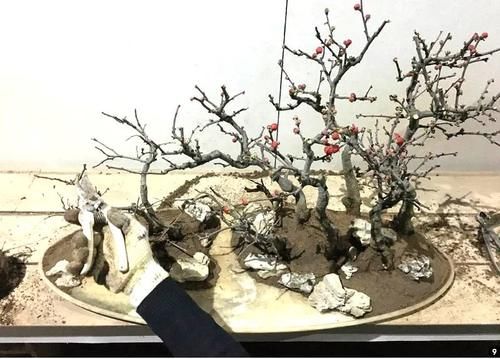 11株苗扎堆，不是柴火，而是一道苍山叠翠山水风光的水旱盆景！