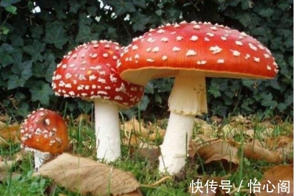 怎样鉴别蘑菇是否有毒？教你4种方法辨别毒蘑菇，安全食用鲜蘑菇