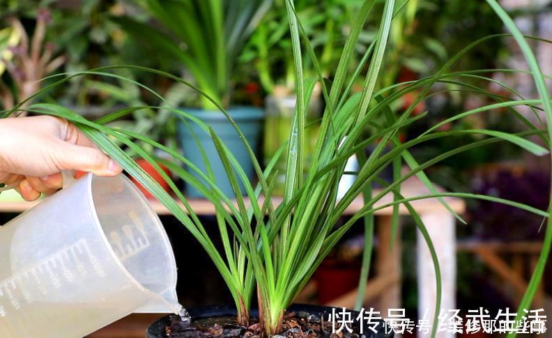 买到兰花难服盆?先学会上盆,再学会缓苗,服盆快发芽多!