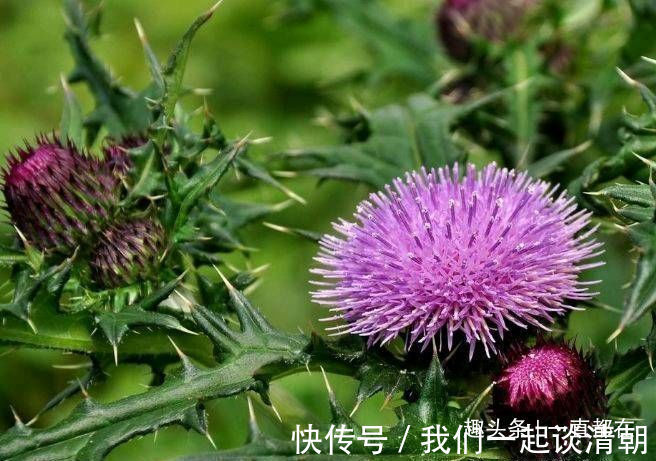 功效|农村人常吃些珍贵野菜，具有抗癌、抗肿瘤、增强免疫力等功效