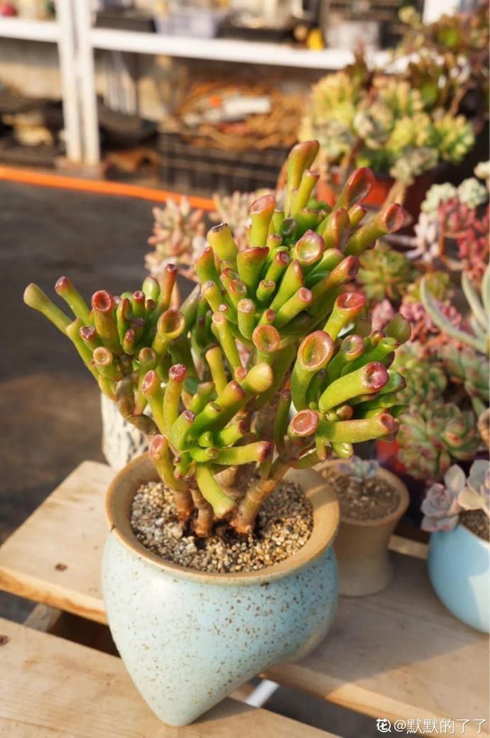 彩麒麟|5种丑的难入眼的花,养客厅镇宅守家,越养越气派