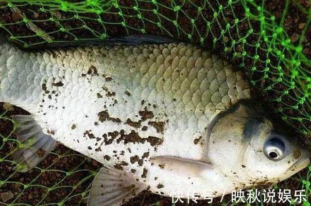 鲫鱼|自制酒米做窝钓鲫鱼,钓获肥美高背鲫,估计是走了“狗屎运”