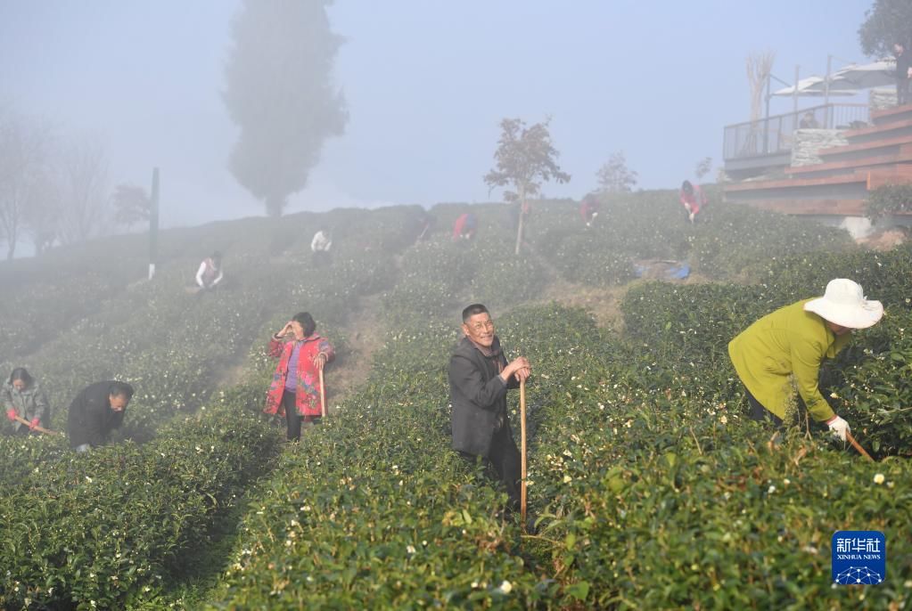 紫阳县|冬日茶乡 山水画廊