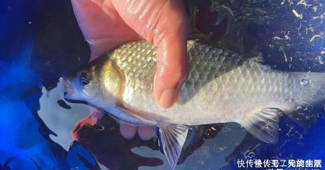 浅水|一到中午就停口该怎么办?频繁补窝是下策,教你一招打开鱼口