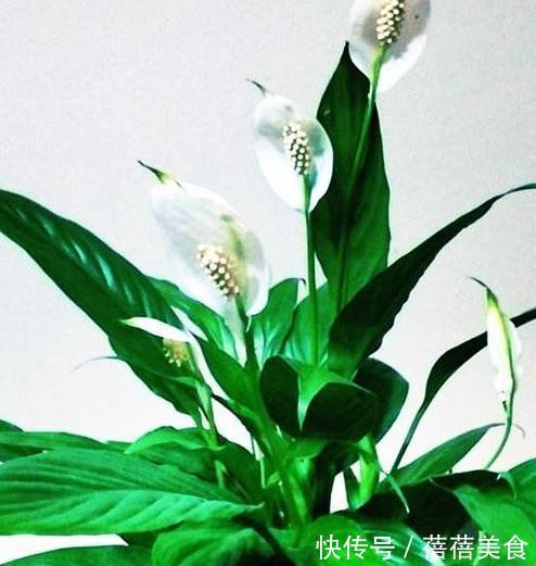净化|要想强有效净化室内有害气体,这十种健康花卉必不可少