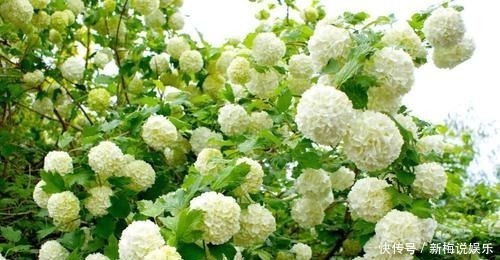 羡慕|有个小院子，定要养上5种花，开花好像小花园，谁看了都羡慕！