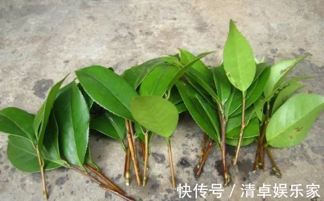 米兰花|夏季扦插茶花米兰花有妙招，套个塑料袋，保湿好生根快不死苗