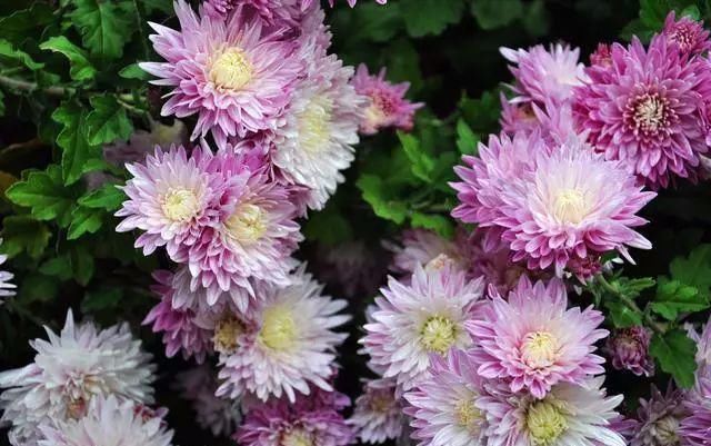 花盆|家庭养花的知识与技巧,你掌握了吗?