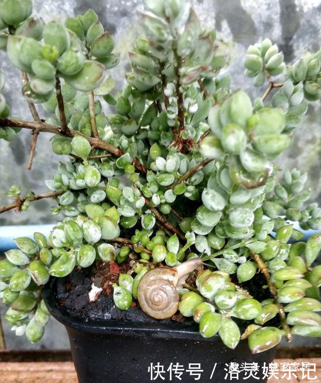 品种|以胖为美的12款漂亮多肉,很多都是大普货,喜欢养多肉的你养了吗