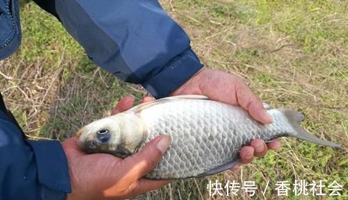 小雪节气过后钓大鲫鱼,七星漂还可以这样搭配,钓深远也没问题!