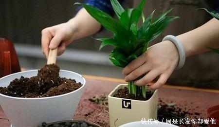 排水|刚买回来的盆景一定要注意这些细节,否则永远也不会开花