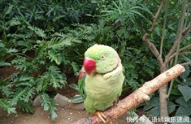 暴露出|李鸿章只是吃个鱼,就暴露出那么大的信息量,难怪清朝会灭亡