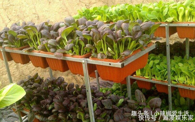 生菜|阳台别再只养花了,这4种蔬菜盆栽,不仅好看,还能吃又健康