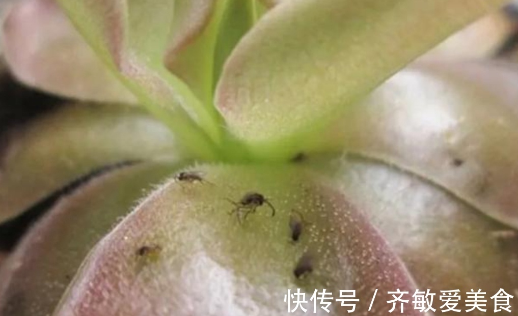 花盆里出现小黑飞怎么办?只用2招,全部清除干净