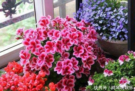 如下3种有机肥制作起来特简单、肥力足、无臭味,花儿用了蹭蹭长