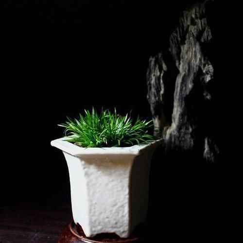  走近|此种植物曾是文人贵族专属，苏轼为它撰文，现已走近寻常人家