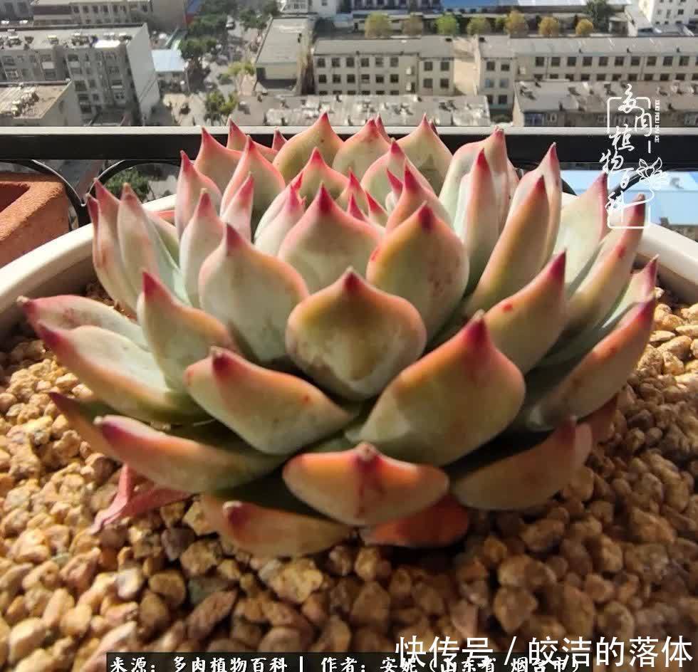 从无到有，四年坎坷多肉路，沉迷肉海难以自拔！