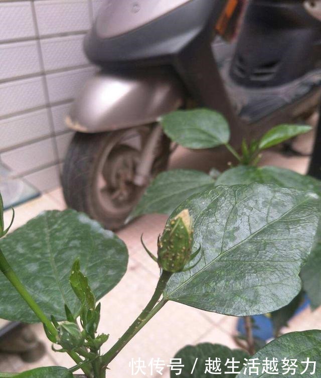 初春养花，这4点要注意，否则花熬过冬天，死在春天！