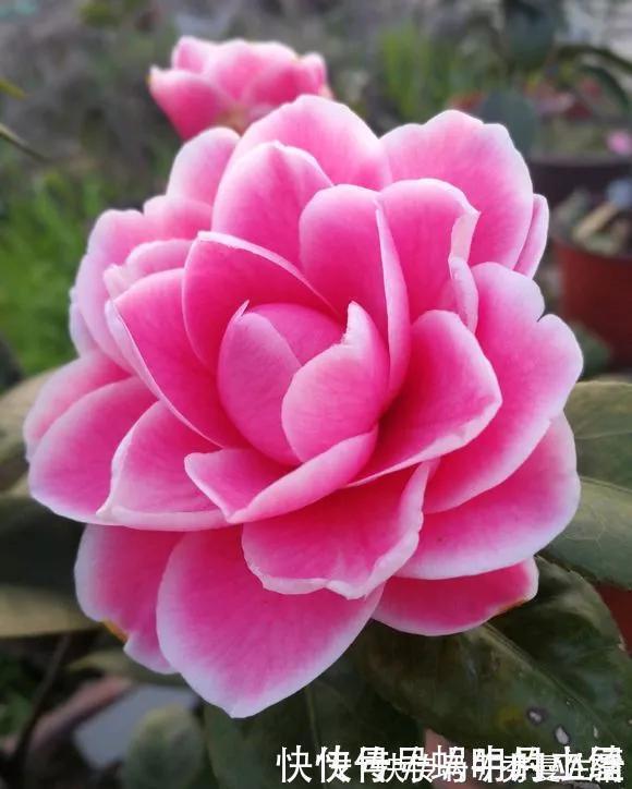 花中娇客|中国传统名花“花中娇客”,30种茶花一开,美了十里八乡