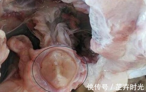 青鱼石|农村小伙钓鱼钓到二十多斤大鱼，杀鱼时在体内发现了...