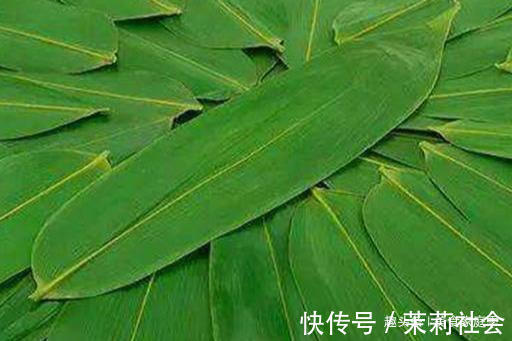 韧性|粽叶加它一煮,韧性十足不破皮,煮出来的粽子,颜色翠绿更香甜